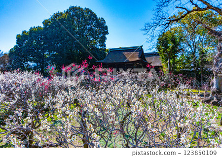 大阪府道明寺天滿宮的梅林 大阪府道明寺天滿宮的梅林 123850109
