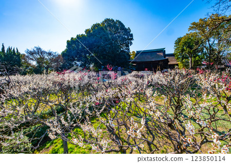 大阪府道明寺天滿宮的梅林 123850114