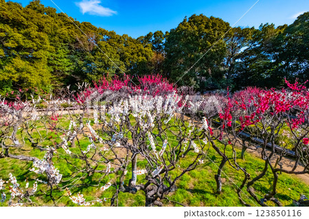 Plum grove at Domyoji Tenmangu Shrine in Osaka Prefecture 123850116