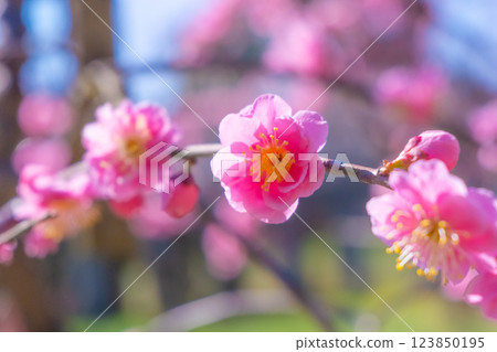 Upland plum up Upland plum up 123850195