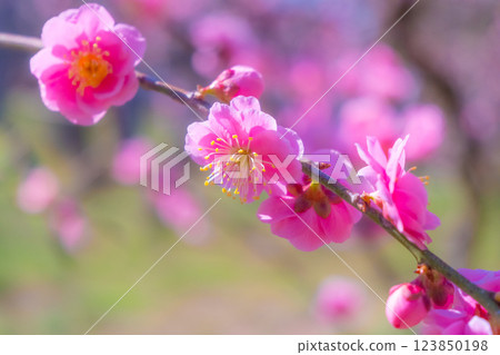 高地梅花了 123850198