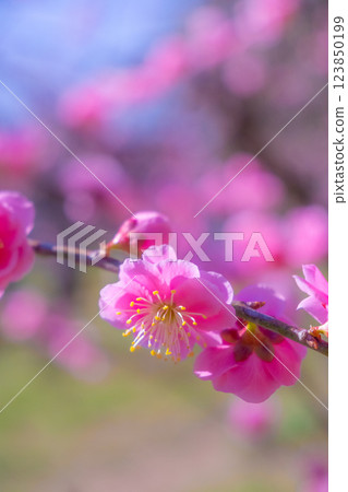 Upland plum up 123850199