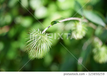 被柔和的光線包圍的菊葉山木池 被柔和的光線包圍的菊葉山木池 123850259
