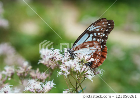 A peaceful moment for the Monarch butterfly A peaceful moment for the Monarch butterfly 123850261