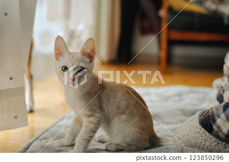 一隻小貓 123850296