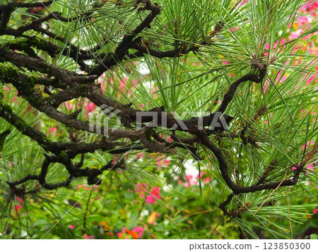 初秋的寺院內，松樹和紫薇花盛開 123850300