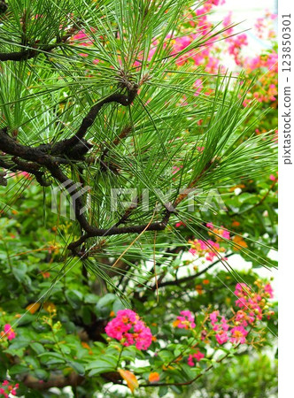 初秋的寺院內，松樹和紫薇花盛開 123850301