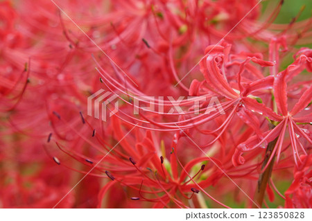The sparkle of red spider lilies 123850828