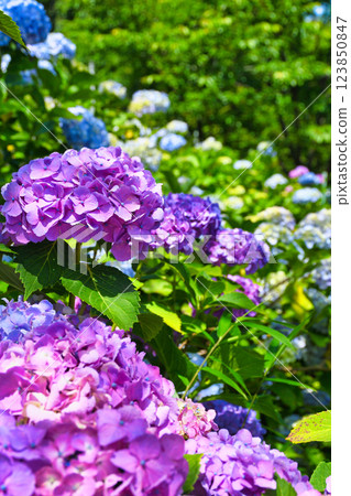 Beautiful hydrangeas at Hondo-ji Temple (Matsudo City, Chiba Prefecture) 123850847