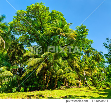 Lush palm trees on Saint Joseph Island, part of the Salvation Islands in French Guiana, South America Lush palm trees on Saint Joseph Island, part of the Salvation Islands in French Guiana, South America 123850851