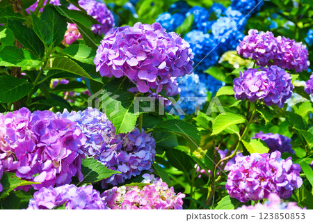 Beautiful hydrangeas at Hondo-ji Temple (Matsudo City, Chiba Prefecture) 123850853