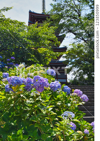 本堂寺:美麗的繡球花和五重塔(千葉縣松戶市) 本堂寺:美麗的繡球花和五重塔(千葉縣松戶市) 123850999