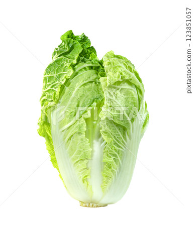 Fresh chinese cabbage leaf isolated. Green leaves pattern 123851057