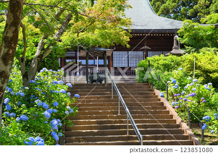 本堂寺：本堂及美麗的繡球花（千葉縣松戶市） 123851080