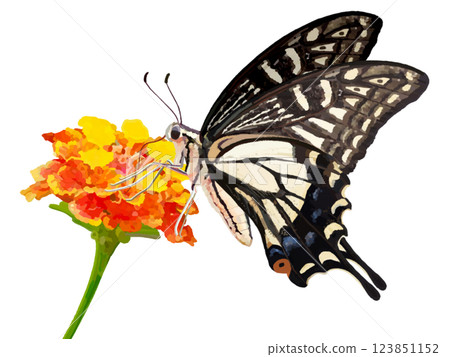 Swallowtail and Lantana flowers 123851152