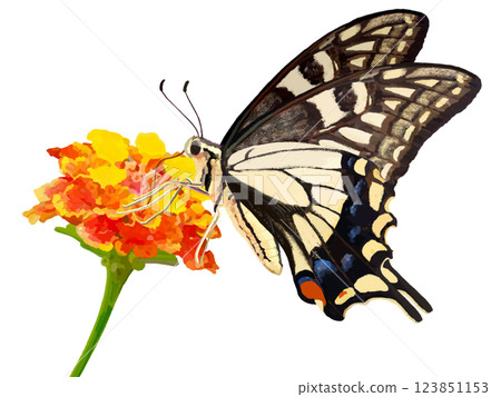 燕尾蝶和馬纓丹花 123851153