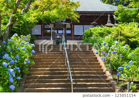 本堂寺：本堂及美麗的繡球花（千葉縣松戶市） 123851154