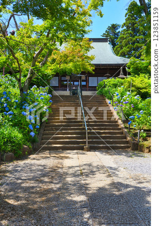 Hondo-ji Temple: Main Hall and beautiful hydrangeas (Matsudo City, Chiba Prefecture) 123851159