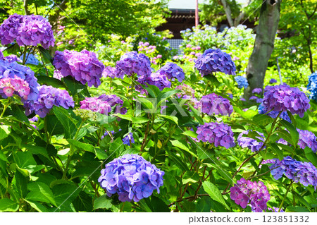 本堂寺的美麗繡球花（千葉縣松戶市） 123851332