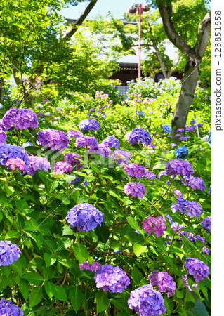 Beautiful hydrangeas at Hondo-ji Temple (Matsudo City, Chiba Prefecture) 123851858
