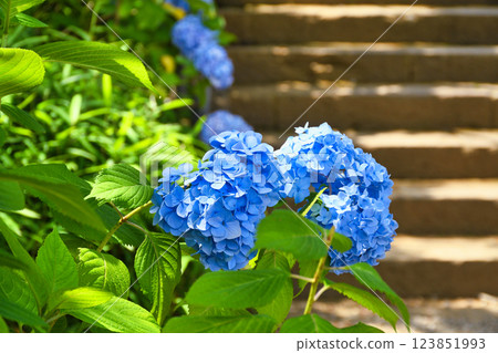 Beautiful hydrangeas at Hondo-ji Temple (Matsudo City, Chiba Prefecture) 123851993