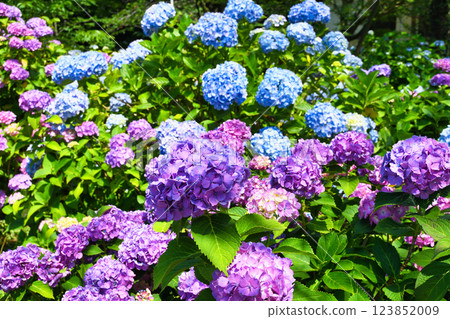 Beautiful hydrangeas at Hondo-ji Temple (Matsudo City, Chiba Prefecture) 123852009