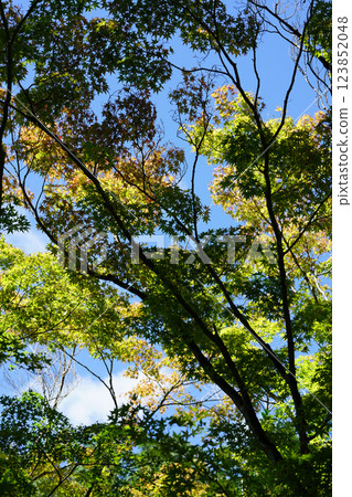 Trees that have begun to color in the autumn sky 123852048