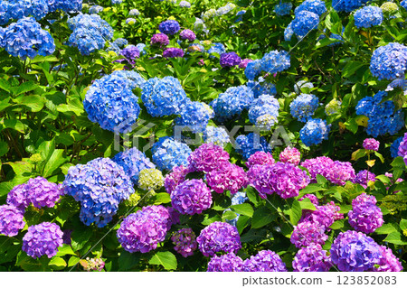 Beautiful hydrangeas at Hondo-ji Temple (Matsudo City, Chiba Prefecture) 123852083