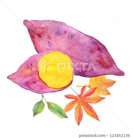 Watercolor illustration: Autumnal sweet potato Watercolor illustration: Autumnal sweet potato 123852136