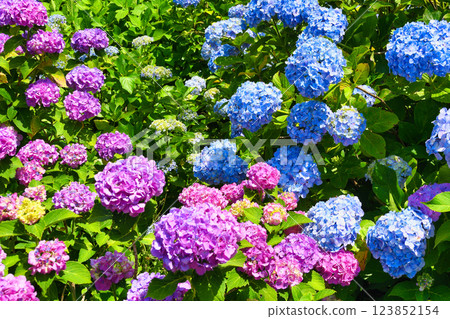 Beautiful hydrangeas at Hondo-ji Temple (Matsudo City, Chiba Prefecture) Beautiful hydrangeas at Hondo-ji Temple (Matsudo City, Chiba Prefecture) 123852154