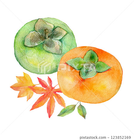 Watercolor illustration: A set of green and ripe persimmons Watercolor illustration: A set of green and ripe persimmons 123852169