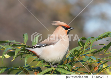 一隻太平鳥停在一棵狹葉十大功勞樹上 一隻太平鳥停在一棵狹葉十大功勞樹上 123852194