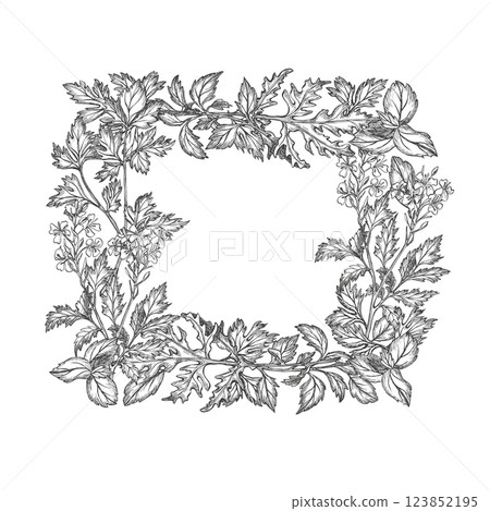 Vector frame with greens, herbs. Basil leaves, parsley, cilantro, coriander, mustard, arugula and rosemary leaf vegetables. Graphic illustration. For packaging Healthy greens, botanical posters, logo Vector frame with greens, herbs. Basil leaves, parsley, cilantro, coriander, mustard, arugula and rosemary leaf vegetables. Graphic illustration. For packaging Healthy greens, botanical posters, logo 123852195