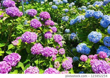 Beautiful hydrangeas at Hondo-ji Temple (Matsudo City, Chiba Prefecture) 123852254