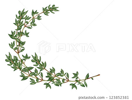 Watercolor thyme branch in crescent shape Watercolor thyme branch in crescent shape 123852381