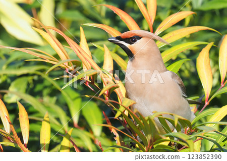 A waxwing on a narrow-leaved mahonia A waxwing on a narrow-leaved mahonia 123852390