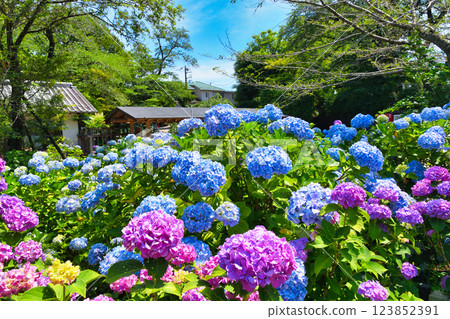 Beautiful hydrangeas at Hondo-ji Temple (Matsudo City, Chiba Prefecture) 123852391