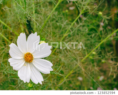 Cosmos Highway Cosmos Flowers - 49 123852594