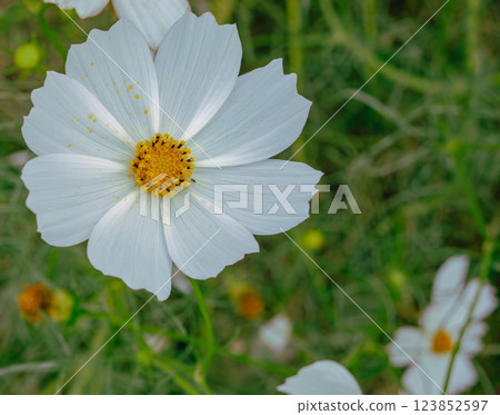 Cosmos Highway Cosmos Flowers - 52 123852597