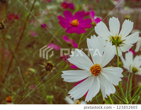 Cosmos Highway Cosmos Flowers - 60 Cosmos Highway Cosmos Flowers - 60 123852605