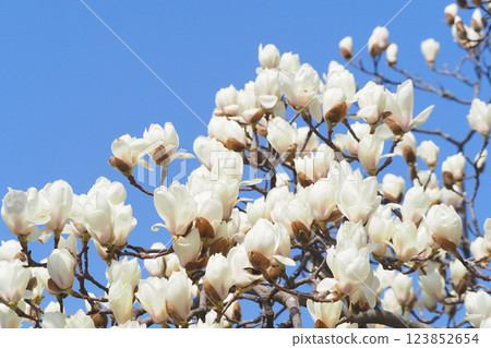 Yulan magnolia flower 123852654
