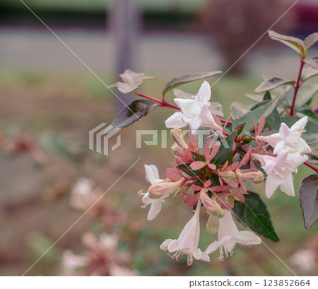 大波斯菊高速公路六道木花 - 1 123852664