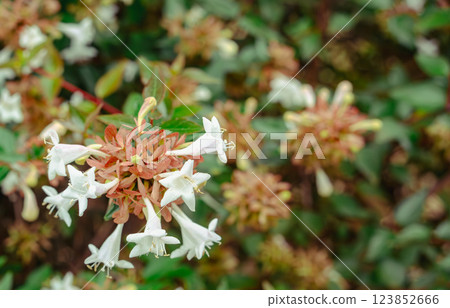 Cosmos Highway Abelia Flowers-3 Cosmos Highway Abelia Flowers-3 123852666