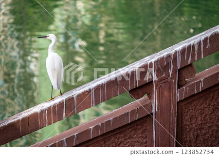A White Egret on a Rustic Bridge 123852734