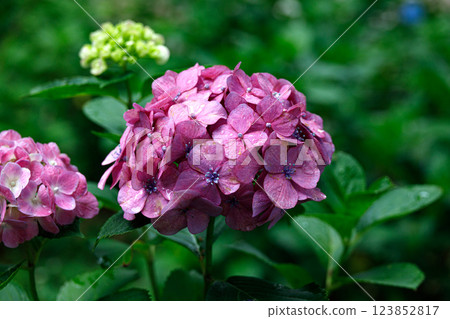 Pink hydrangea Pink hydrangea 123852817