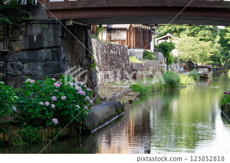Hydrangeas blooming in the moat 123852818
