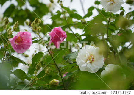 芙蓉的轉瞬即逝的色彩 123853177