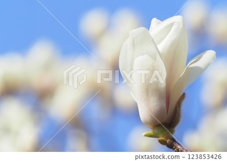 Yulan magnolia flower 123853426