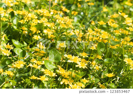 Marsh marigold flower cluster Marsh marigold flower cluster 123853467