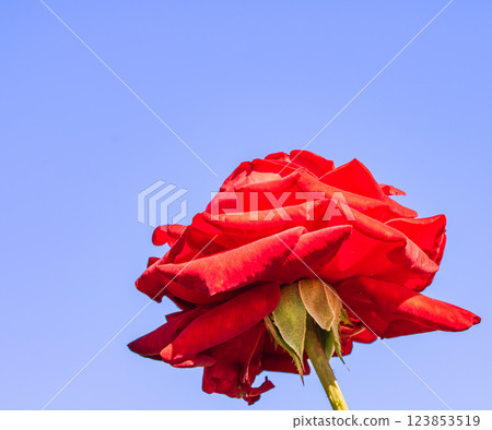 Maebashi Rose Garden Rose Flowers-21 123853519
